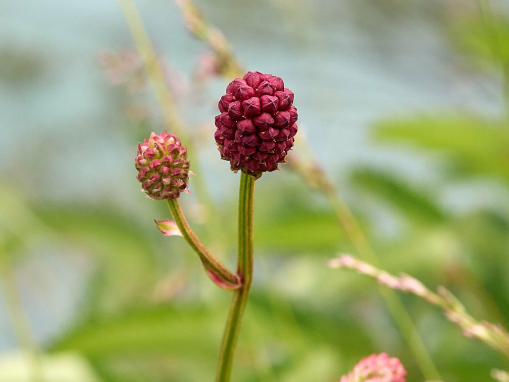 Großer Wiesenknopf