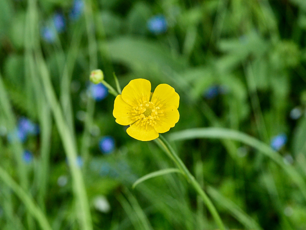 Hahnenfuss (Butterblume)